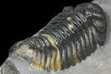 2.1" Adrisiops Weugi Trilobite - Recently Described Phacopid - #130526-4